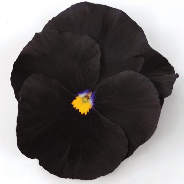 Pansy Atlas Black F1 Seed Discount - Image 4