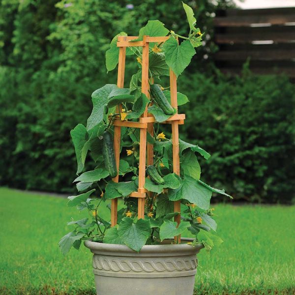 Cucumber Patio Snacker F1 Seed Cheap