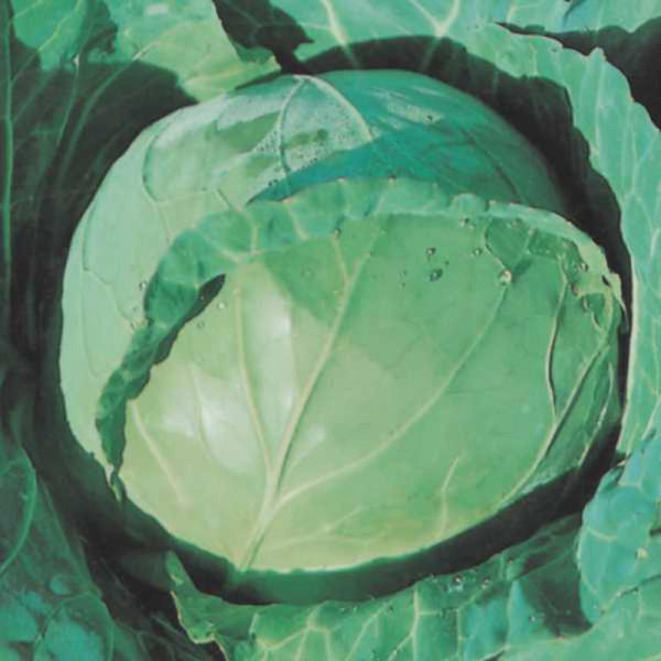 Cabbage Green Challenger F1 Seed Fashion - Image 2