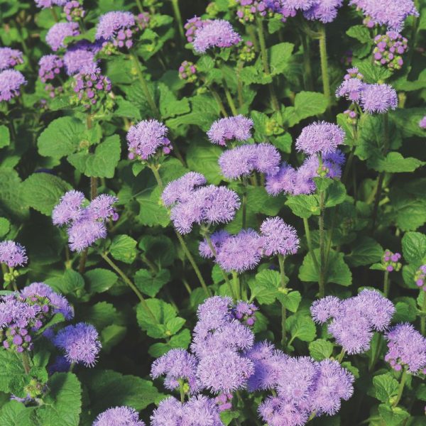 Ageratum Blue Planet F1 Seed Supply