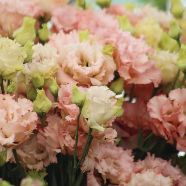 Lisianthus Voyage 2 Champagne F1 Seed Online now - Image 2