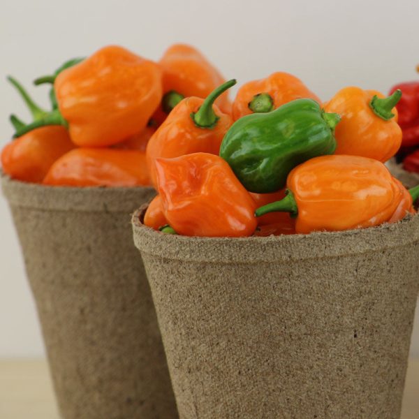 Pepper Habanero Orange Seed Online Sale - Image 2