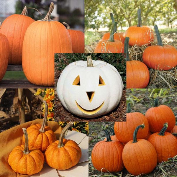 Pumpkin Patch Seed Collection Online Sale