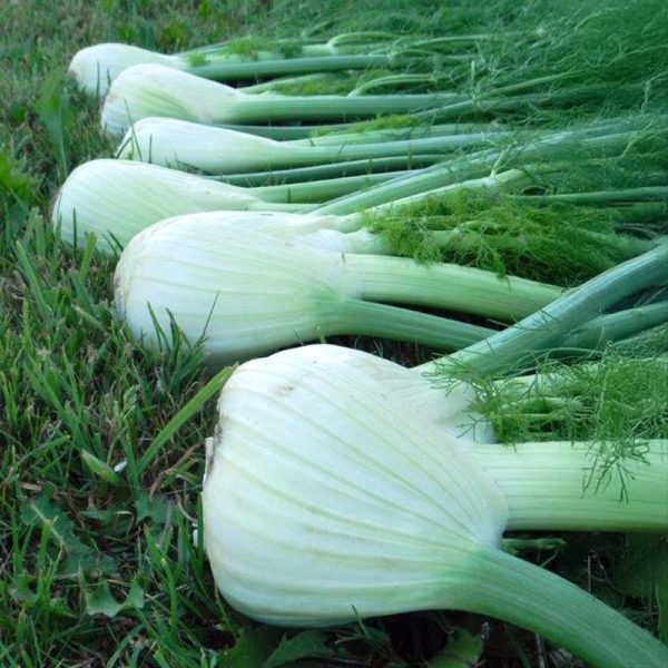 Fennel Preludio F1 Organic Seed Fashion - Image 2