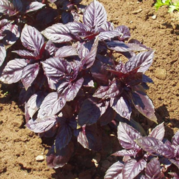 Basil Red Ruby Seed Hot on Sale - Image 4