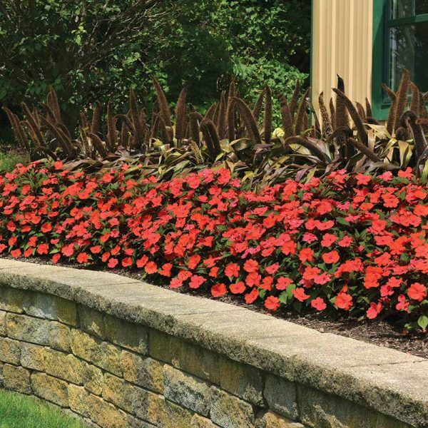 Impatiens Solarscape Orange Burst F1 Seed Supply - Image 2