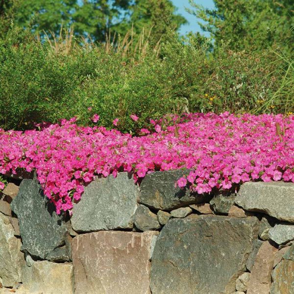 Petunia Wave Pink F1 Seed Supply - Image 4