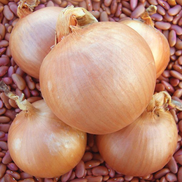 Onion Sedona F1 Organic Seed Online now