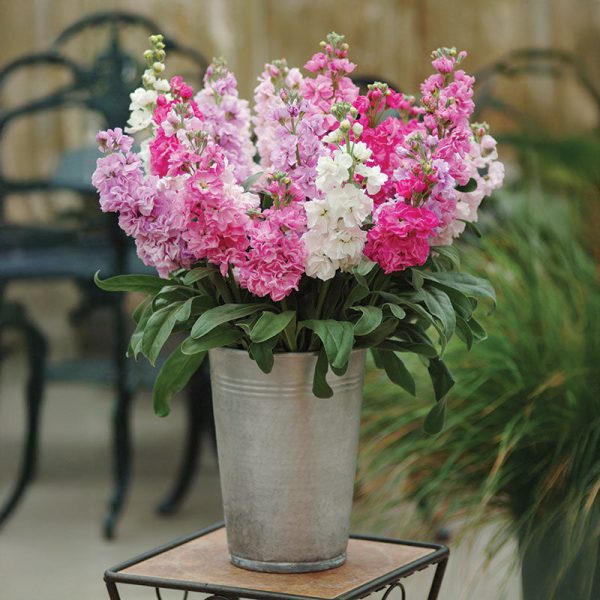 Stock Katz Mix Seed on Sale - Image 2