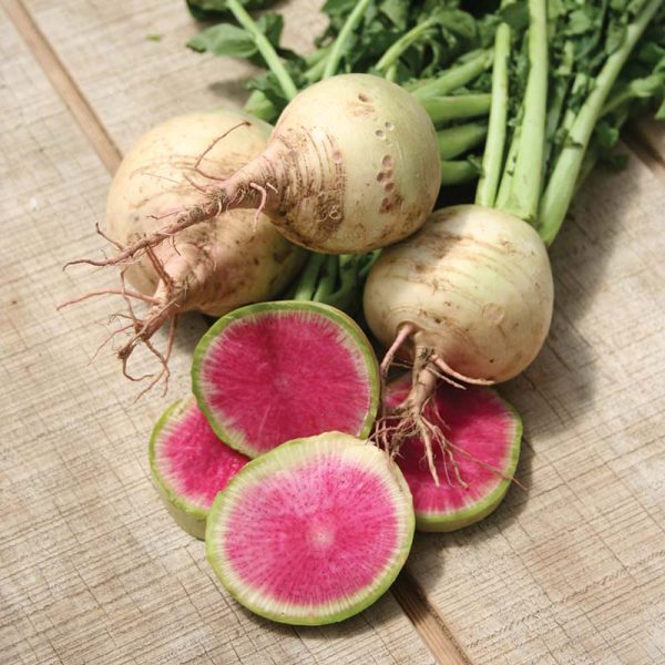 Radish Watermelon Seed Discount - Image 2