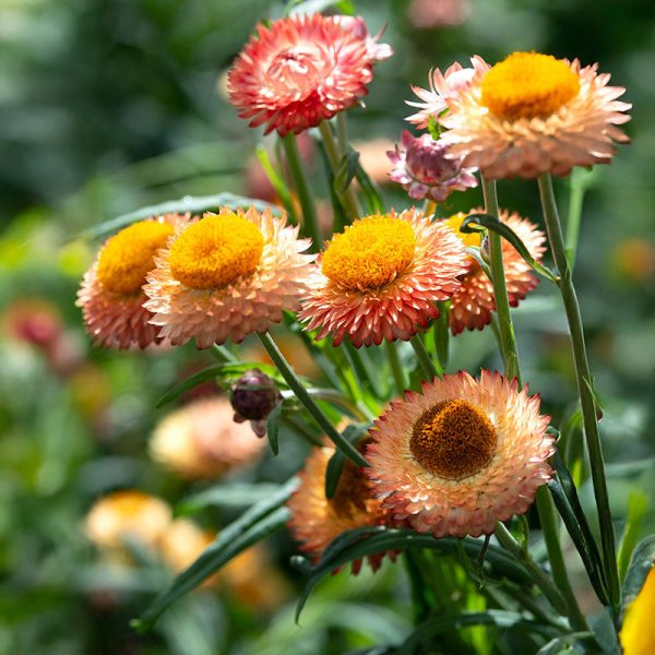 Strawflower Double Mixed Colors Seed For Sale - Image 3
