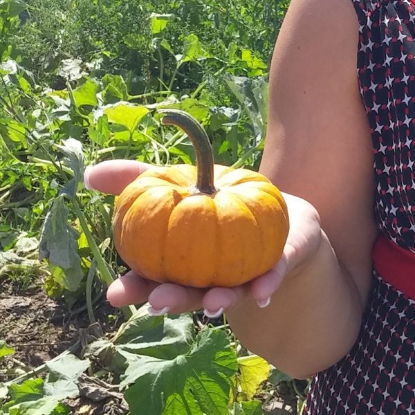 Pumpkin Jill-Be-Little Seed Online - Image 2