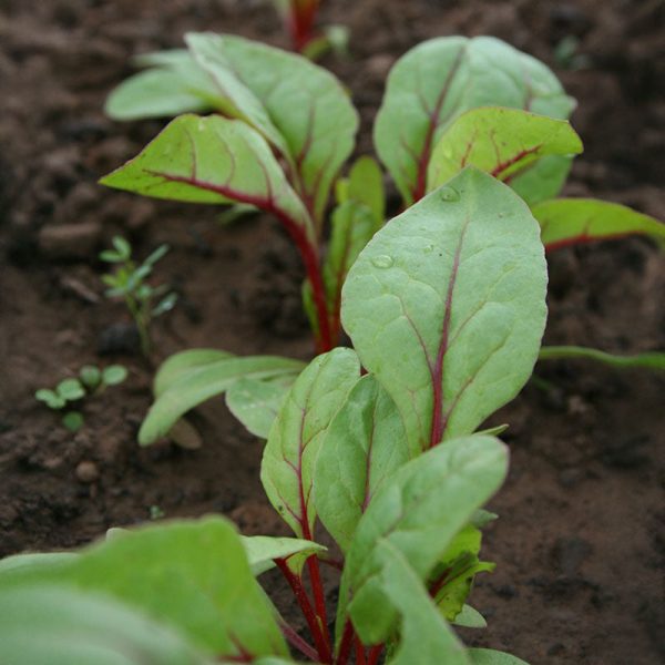 Swiss Chard Rhubarb Chard Seed on Sale