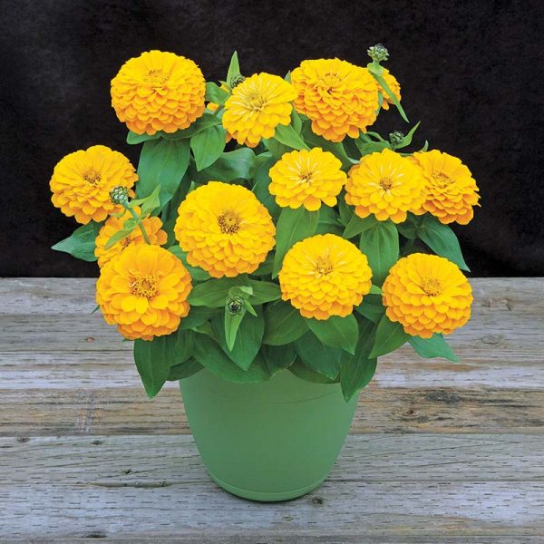Zinnia Preciosa Yellow F1 Seed Online now