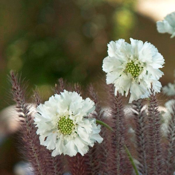 Scabiosa Fama White  Seed Online - Image 2