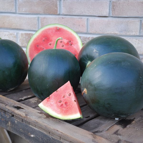Watermelon Black Tail Mountain Organic Seed Cheap