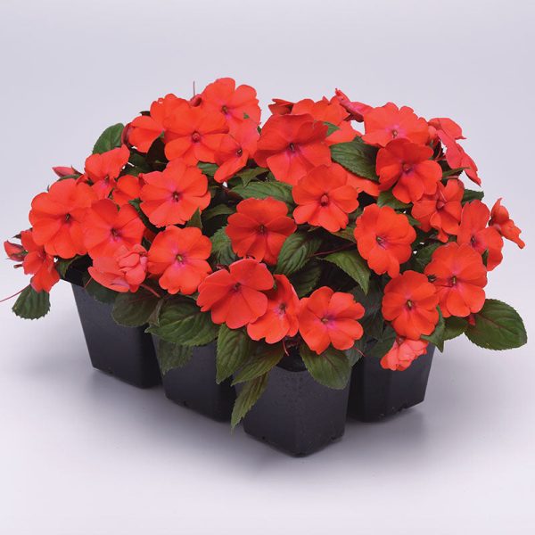 Impatiens Solarscape Orange Burst F1 Seed Supply - Image 4