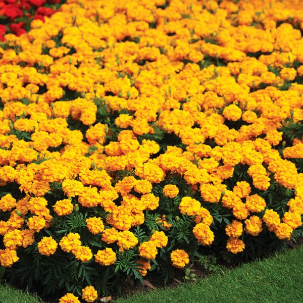Marigold Zenith Yellow F1 Seed For Sale - Image 3