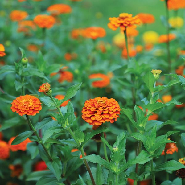 Zinnia Queeny Pure Orange Seed Online Sale