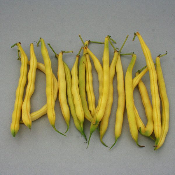 Bean Carson Seed Online Hot Sale - Image 4