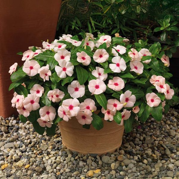 Vinca Cora Cascade Apricot F1 Seed Online