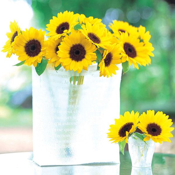 Sunflower Sunrich Summer Lemon F1 Seed Online Sale