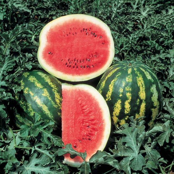 Watermelon Crimson Sweet Seed Online