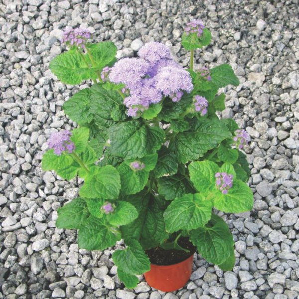 Ageratum Blue Planet F1 Seed Supply - Image 5