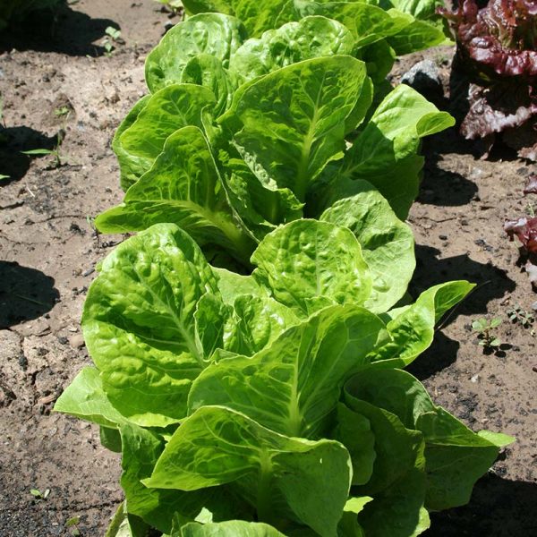 Lettuce Super Jericho MTO Seed Online Sale - Image 4
