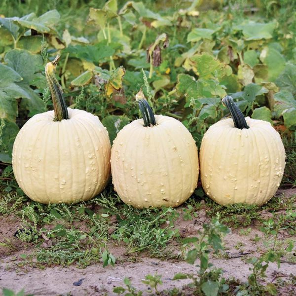 Pumpkin Specter F1 Seed Cheap
