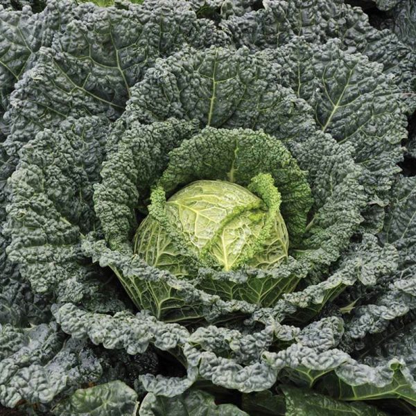 Cabbage Serpentine F1 Seed on Sale