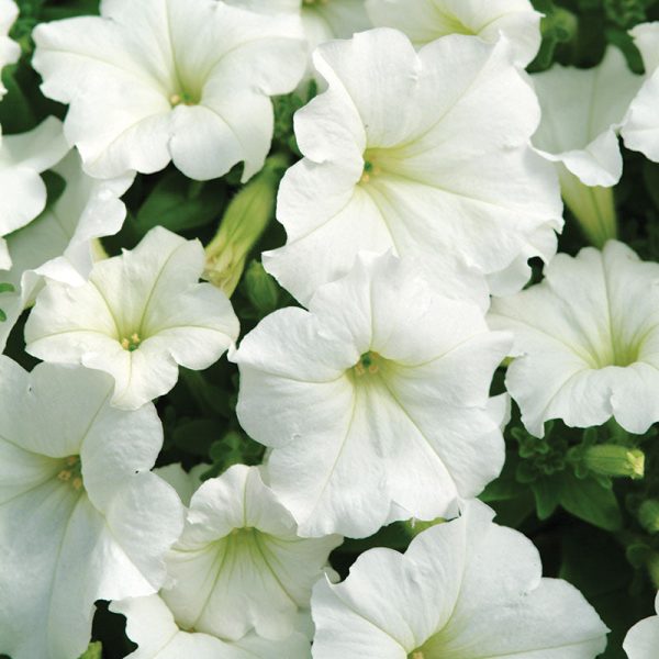 Petunia Easy Wave Primary Colors Collection F1 Seed Cheap - Image 3
