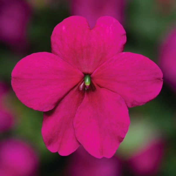 Impatiens Imara XDR Purple F1 Seed Discount