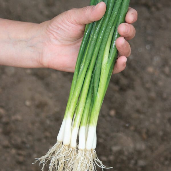 Onion Marksman Seed Cheap