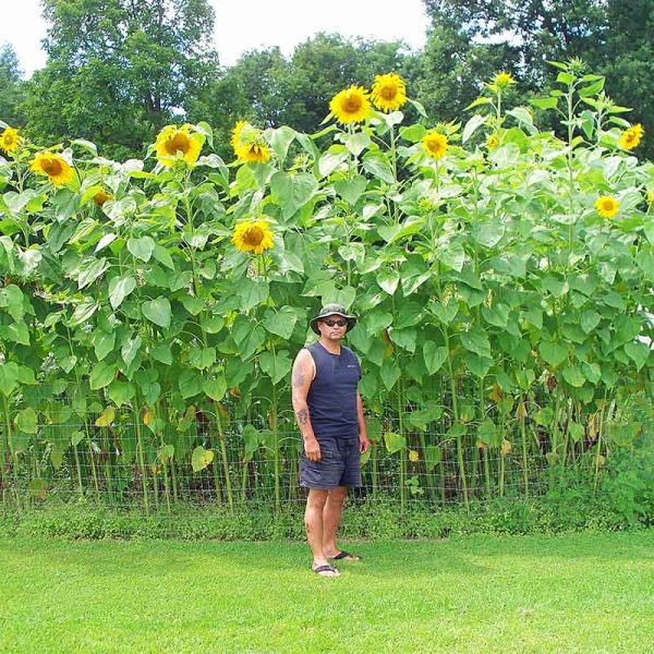Sunflower Mammoth Seed Online - Image 2