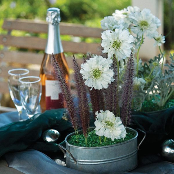 Scabiosa Fama White  Seed Online - Image 3