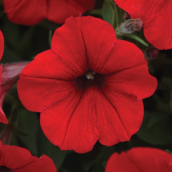 Petunia Easy Wave Primary Colors Collection F1 Seed Cheap - Image 4