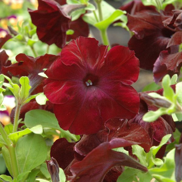 Petunia Sophistica Blackberry F1 Seed Supply