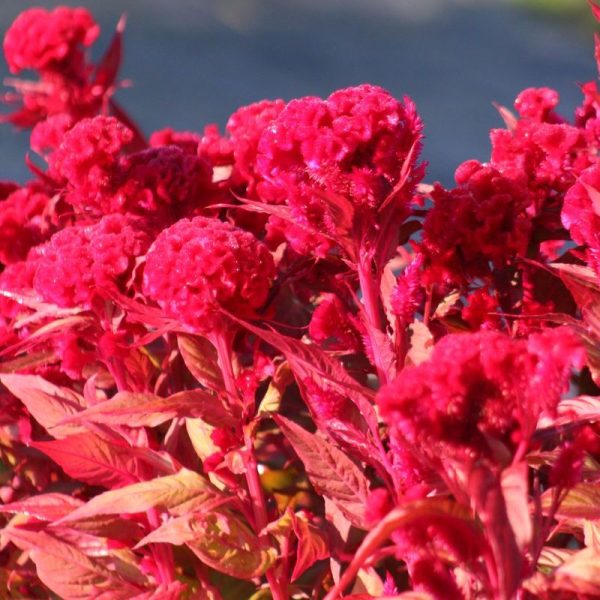 Celosia Chief Red Flame Organic Seed For Sale - Image 4