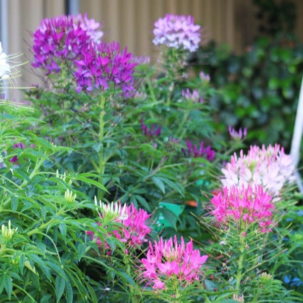 Cleome Sparkler 2.0 Mix Seed Online - Image 5