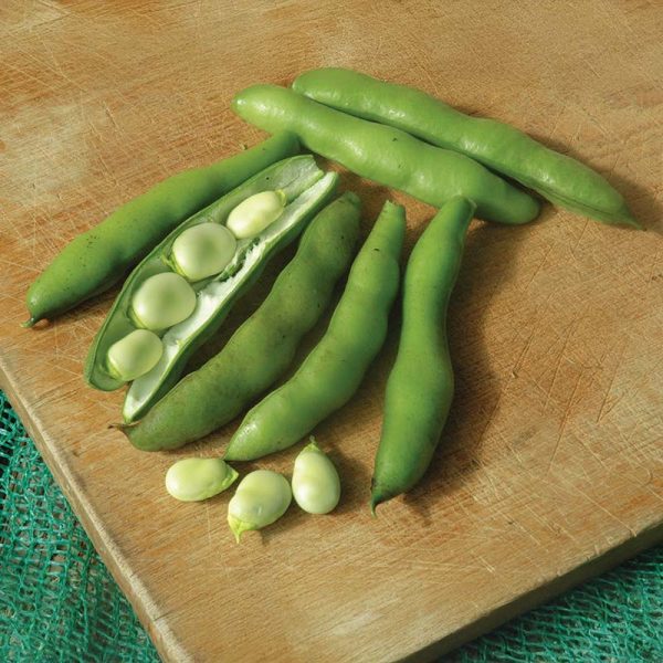 Bean Broad Improved Long Pod Seed Online now