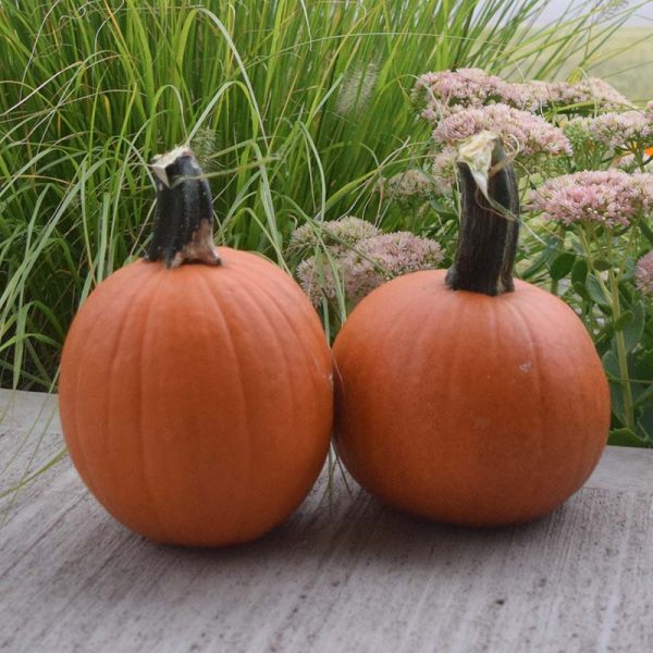 Pumpkin Cannon Ball F1 Seed Discount - Image 4
