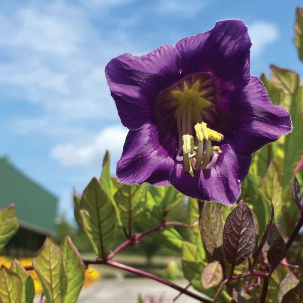 Cobaea Cathedral Bells Violet Seed Online now