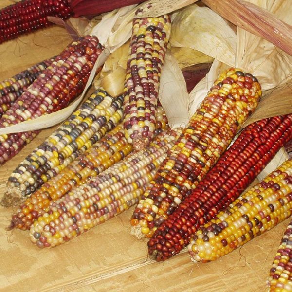 Ornamental Corn Underwood s Ornamental Seed Discount - Image 5