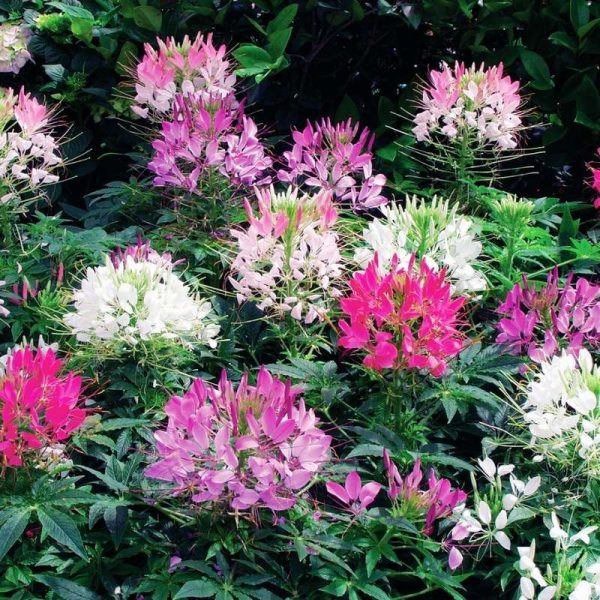 Cleome Sparkler 2.0 Mix Seed Online - Image 3