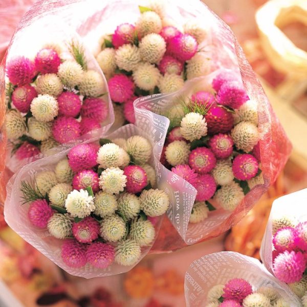 Gomphrena Audray Mix Seed Supply - Image 2