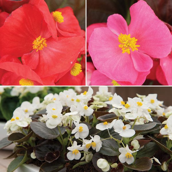 Begonia Senator iQ Mix F1 Seed Online Hot Sale