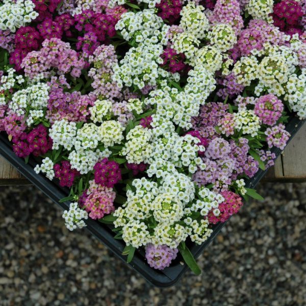 Alyssum Wonderland Mix Seed Online Sale - Image 2