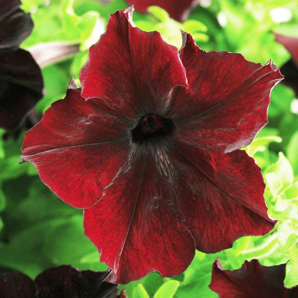 Petunia Sophistica Blackberry F1 Seed Supply - Image 2
