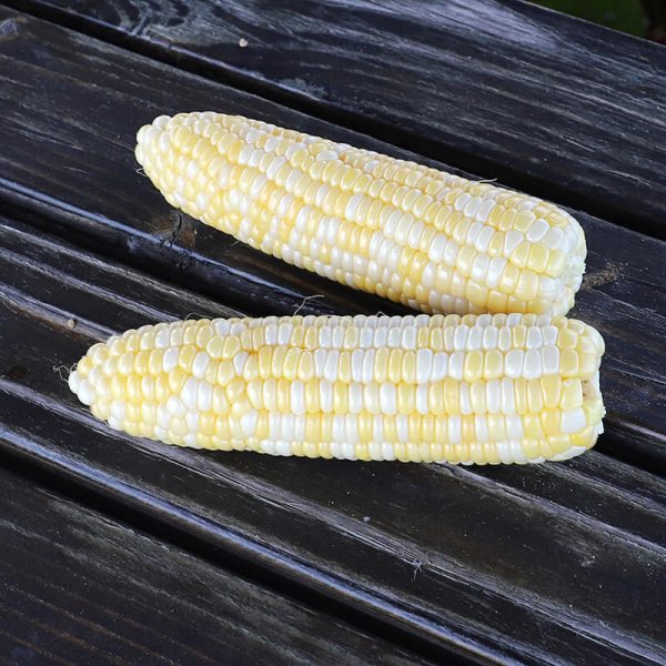 Sweet Corn Harris 1001 F1 Seed For Sale